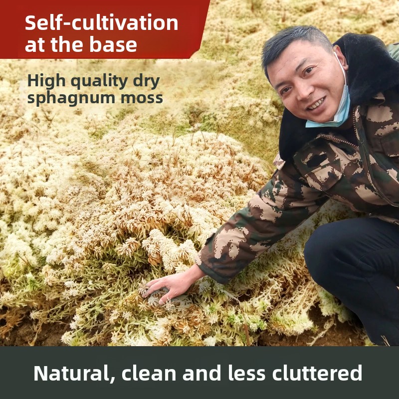 طحلب السفاغنوم المجفف من الدرج - مراجعة Preserved Moss Sheet وسعره